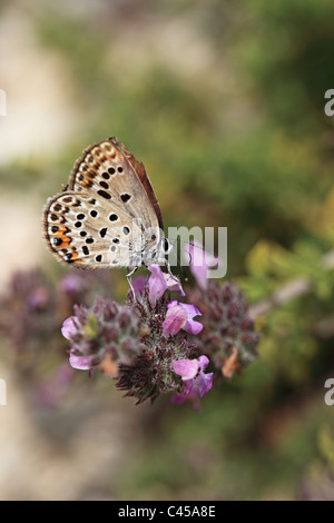 Biene auf einer Blüte Thymian Kos Griechenland Stockfoto