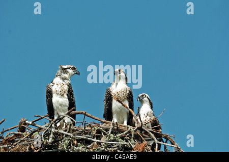 Drei junge Fischadler (Pandion Haliaetus) im nest Stockfoto