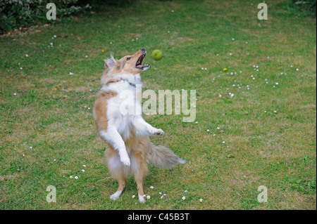 Sheltie Welpen mit Ball spielen Stockfoto