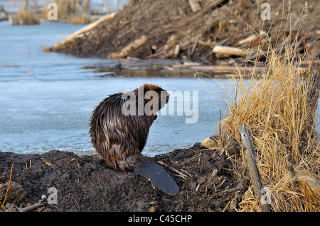 Ein Erwachsener Biber sitzt auf seiner Beaver dam mit seiner Loge im Hintergrund Stockfoto