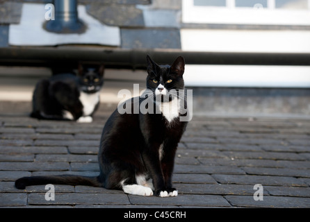 Zwei inländische schwarz-weiß Hauskatzen, Thelma und Louise, sitzen auf dem Dach der Küche. Suffolk, England. Stockfoto