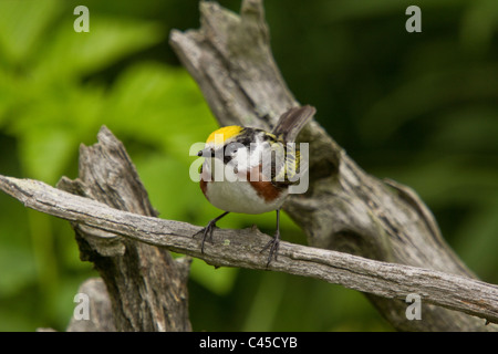 Kastanien-seitig Warbler Stockfoto