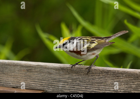 Kastanien-seitig Warbler Stockfoto