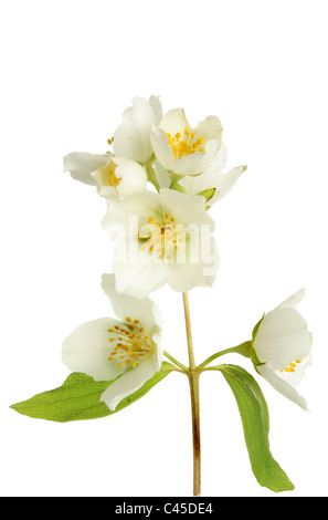 Nahaufnahme von Philadelphus, Mock Orange, Blüten und Blätter gegen weiß Stockfoto