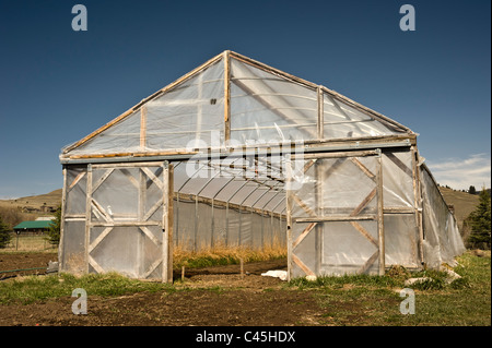 Ein Gewächshaus auf der Erbsen-Farm in Missoula Montana wird verwendet, um die Pflanzen zu starten, bevor sie in den Bereichen dargelegt. Stockfoto
