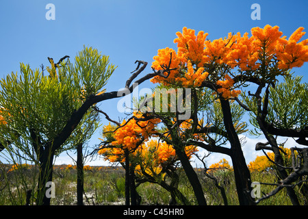 Western Australian Christmas Tree (Nuytsia Floribunda). Cape Le Grand Nationalpark, Esperance, Western Australia, Australien Stockfoto