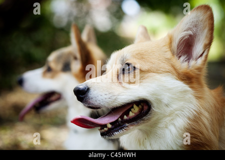 Zwei Pembroke Welsh Corgi Hunde mit ihren Zungen heraus, ein Hund scharf im Vordergrund und ein Hund im Hintergrund unscharf. Stockfoto