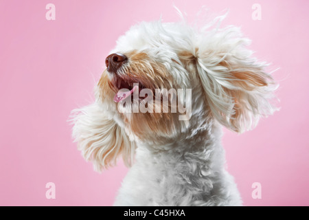 Flauschige weiße Malteser Hund auf einem rosa Studio-Hintergrund. Stockfoto