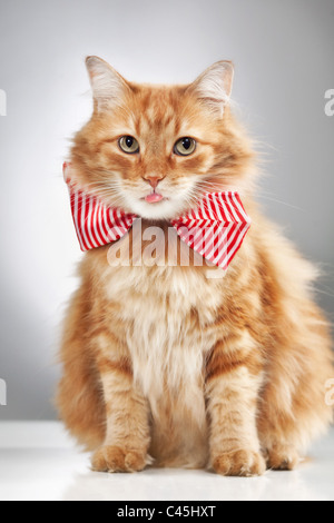 Eine langhaarige flauschige orange Katze trägt eine Fliege und ein rosa Zunge, erschossen in einem Studio auf einem weißen Tisch gegen grau. Stockfoto