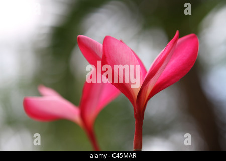 rote Thai Plumeria (Frangipani) Blume Stockfoto