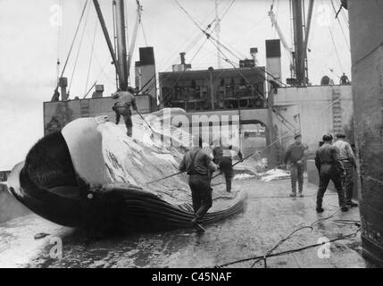 Wal auf einem Walfangschiff, 1938 Stockfoto