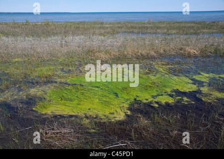 Kleinen Süßwasser-Lagune mit blau-grünen Algen oder Bakterien blau-grün (Cyanophyta) in der Nähe von Lake Huron, Michigan USA Stockfoto