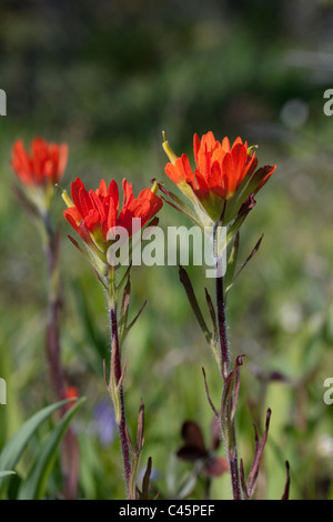 Indian Paintbrush Castilleja Coccinea Northern Michigan-USA Stockfoto