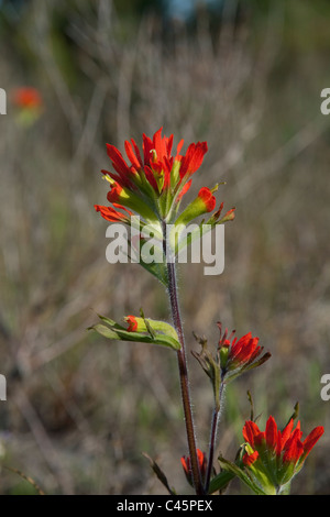 Indian Paintbrush Castilleja Coccinea Northern Michigan-USA Stockfoto