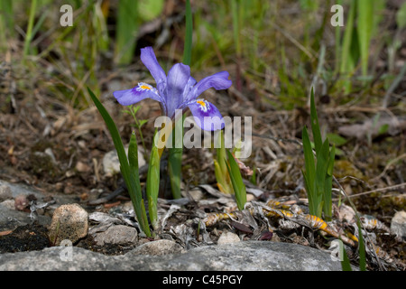 Zwerg Lake Iris Iris lacustris Northern Lake Huron Shoreline USA, von Carol Dembinsky Stockfoto