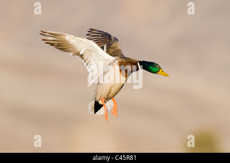 Stockente Drake im Flug Stockfoto