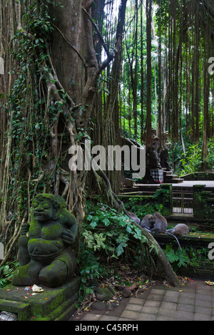 BALINESISCHE MAKAKEN (Macaca Fascicuiaris), Touristen und BANYAN-Bäume in der MONKEY FOREST PARK - UBUD, BALI, Indonesien Stockfoto