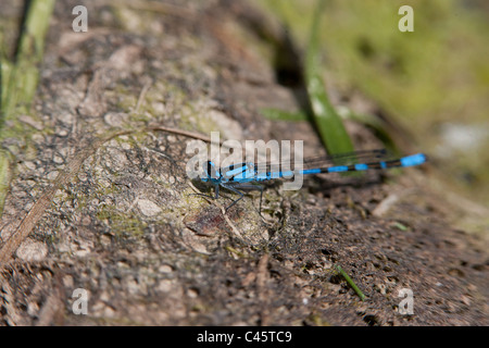 Gemeinsamen blue Damselfly, Enallagma Cyathigerum, aka nördlichen Bluet eine gemeinsame Pfahlbausiedlung Libelle ruht am Ufer. Stockfoto