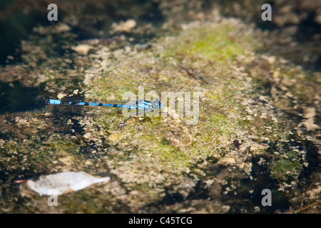 Gemeinsamen blue Damselfly, Enallagma Cyathigerum, aka nördlichen Bluet eine gemeinsame Pfahlbausiedlung Libelle sitzt auf See getragen Algen. Stockfoto