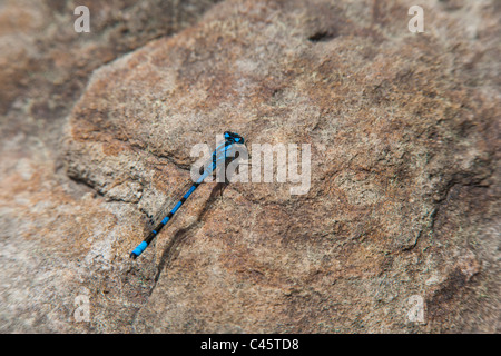 Gemeinsamen blue Damselfly, Enallagma Cyathigerum, aka nördlichen Bluet eine gemeinsame Pfahlbausiedlung Libelle sonnen sich auf Felsen. Stockfoto