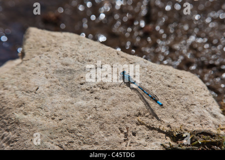 Gemeinsamen blue Damselfly, Enallagma Cyathigerum, aka nördlichen Bluet eine gemeinsame Pfahlbausiedlung Libelle sonnen sich auf Felsen der Küste. Stockfoto