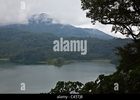 Regenwald gedeiht an den Ufern des DANAU BUYAN See im Bereich DANAU BRATAN - BALI, Indonesien Stockfoto