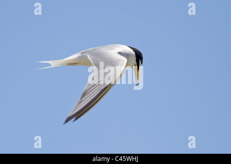 Ein überfliegen blickte Zwergseeschwalbe (Sterna Albifrons) Stockfoto