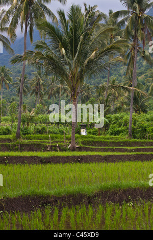 Maniok (Manihot Esculenta), Reis, Bananen und KOKOSPALMEN wachsen in einem reichen Landwirtschaft-Tal in der Nähe von PEMUTERAN - BALI, Indonesien Stockfoto