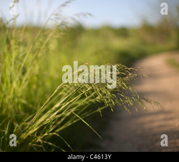 Ruhige ländliche Straße und hohe Gräser in der späten Nachmittag Sonne. Stockfoto