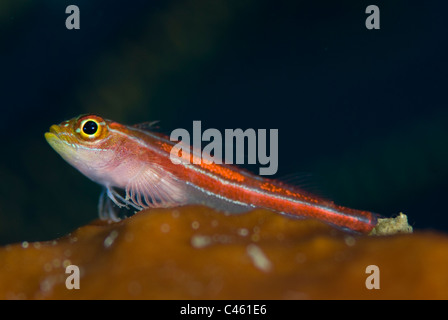 Gestreifte Triplefin, Helcogramma Striatum, KBR, Lembeh Strait, Sulawesi, Indonesien. Stockfoto