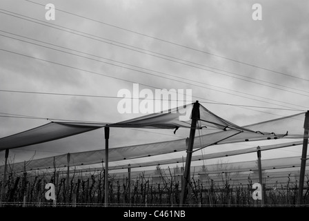 Anti-Hagel geschützt Anbau, Land mit Äpfeln und Trauben Stockfoto