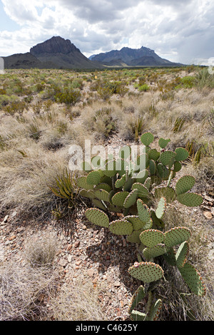 Prickly Pear Cactus Opuntia Spp Chihuahuan Wüste Big Bend Nationalpark Texas USA Stockfoto