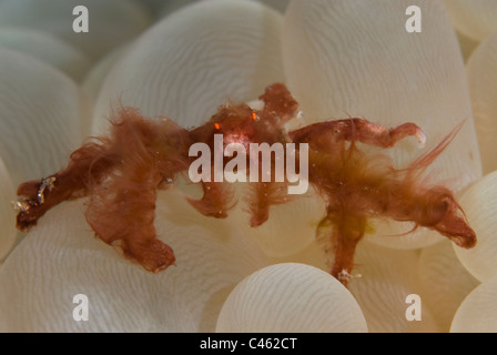 Orang Utan Krabbe, Achaeus Japonicus auf Blase Korallen, KBR, Lembeh Strait, Sulawesi, Indonesien. Stockfoto