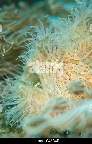 Porträt von haarigen Anglerfisch Antennarius Striatus, KBR, Lembeh Strait, Sulawesi, Indonesien. Stockfoto