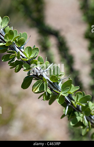 Ocotillo Fouquieria Splendens Blätter und Stacheln in Großaufnahme in Chihuahuan Wüste Big Bend Nationalpark Texas USA Stockfoto