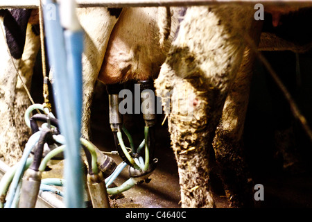 Nahaufnahme der Kühe gemolken in einer Molkerei Stube Stockfoto