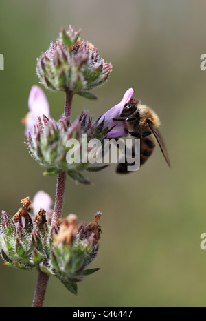 Biene auf einer Blüte Thymian Kos Griechenland Stockfoto