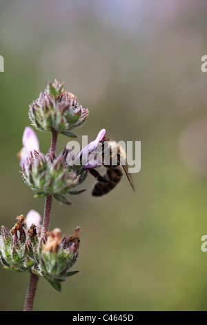 Biene auf einer Blüte Thymian Kos Griechenland Stockfoto