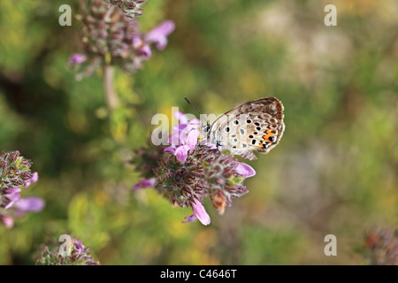 Biene auf einer Blüte Thymian Kos Griechenland Stockfoto