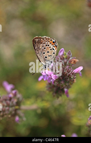 Biene auf einer Blüte Thymian Kos Griechenland Stockfoto