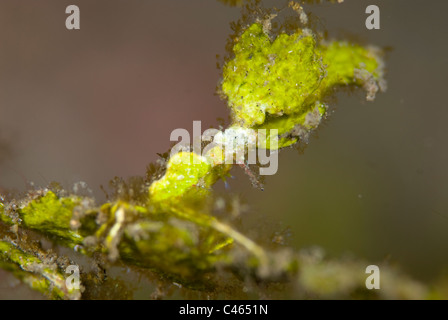 Dekorateur Krabbe, getarnt als Blatt, KBR, Lembeh Strait, Sulawesi, Indonesien. Stockfoto