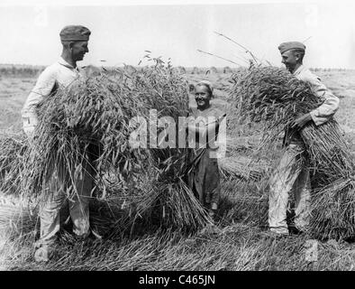 Nazi-Deutschland, Blut und Boden: Landwirtschaft, 1933-1945 Stockfoto