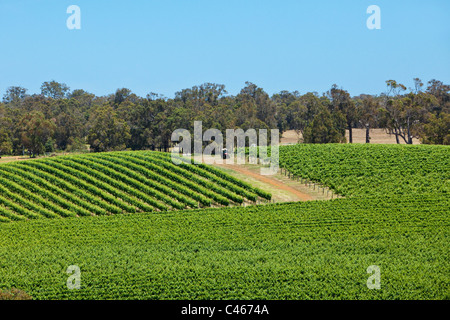 Weinberge in Montgomerys Hill Winery. Albany, Western Australia, Australien Stockfoto
