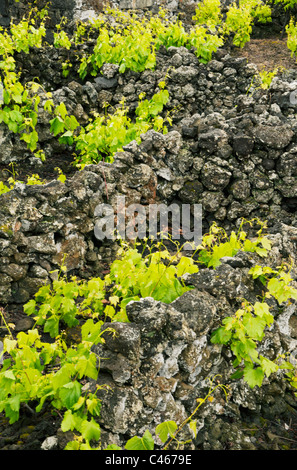 Weinreben wachsen im Schutz der Steinmauern, Insel Pico, Azoren Stockfoto