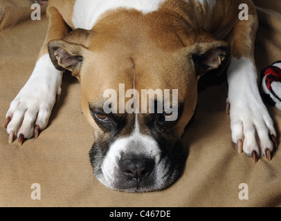 Eine gemischte Rasse weiblichen Boxer American Bulldog Stockfoto