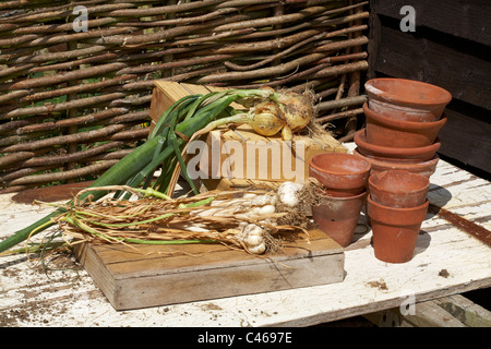 Knoblauch (Marco) und Zwiebeln draußen in der Sonne trocknen auf alte Tür Stockfoto