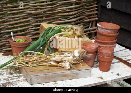 Knoblauch (Marco) und Zwiebeln außerhalb Trocknung auf alte Tür zusammen mit Terrakotta-Töpfe und Kisten aus Holz Samen Stockfoto