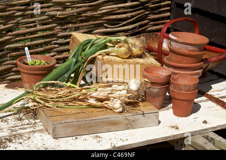 Knoblauch (Marco) und Zwiebeln außerhalb Trocknung auf alte Tür zusammen mit Terrakotta-Töpfe und Kisten aus Holz Samen Stockfoto