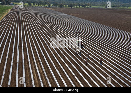 Luftbild der Bereich Landwirtschaft Kibutz Yagur im westlichen Galiläa Stockfoto