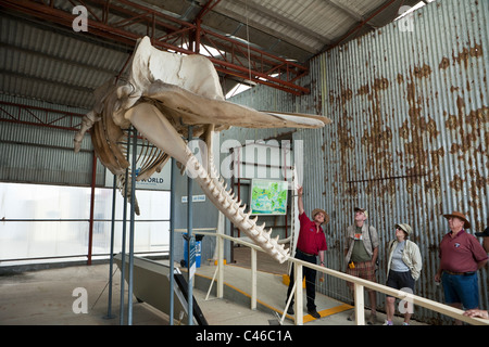 Reisegruppe Pottwal-Skelett im Walmuseum Welt anzeigen.  Franzose Bay, Albany, Western Australia, Australien Stockfoto